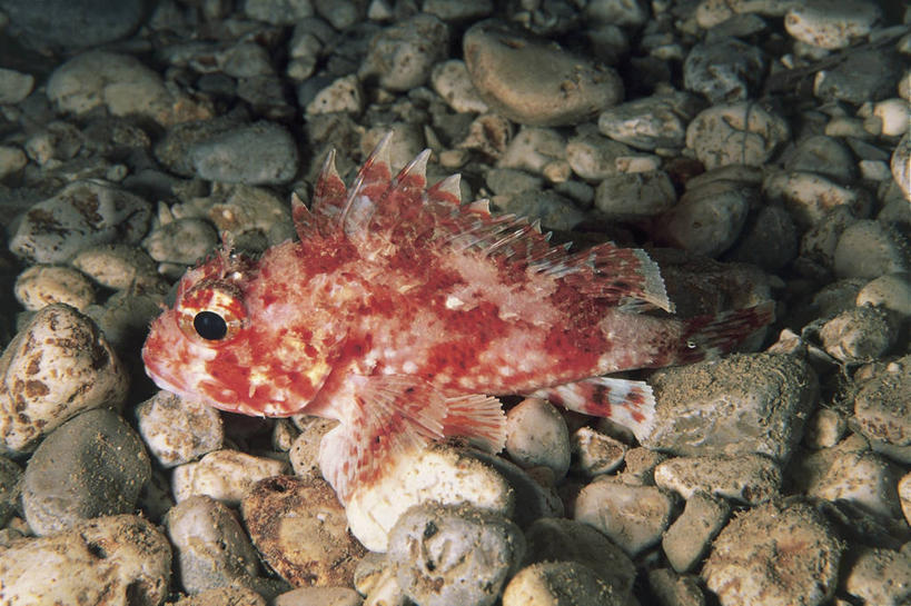 无人,横图,俯视,室外,特写,白天,野生动物,鱼类,红色,鹅卵石,摄影,鲉,彩图,高角度拍摄