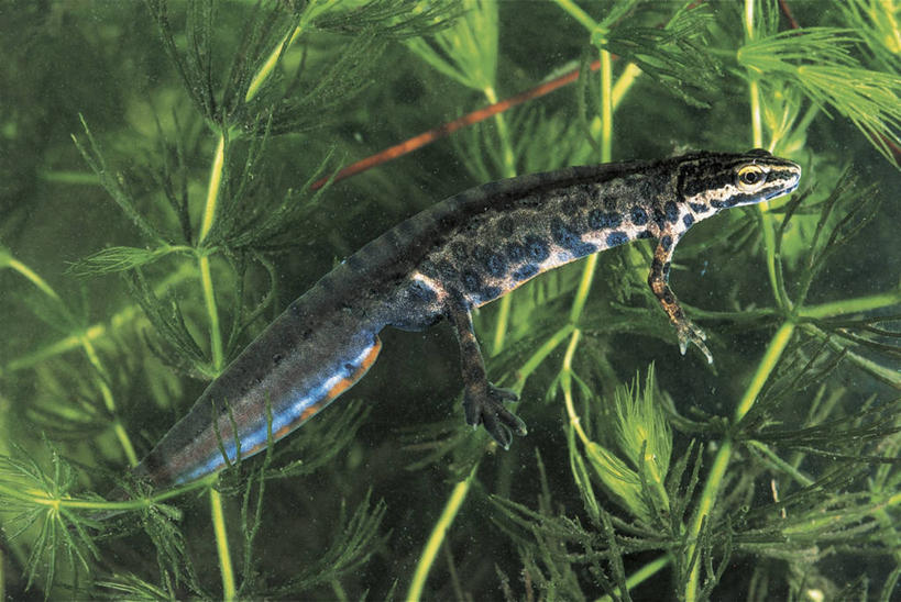 无人,横图,室外,特写,白天,水下,海洋,野生动物,绿色,摄影,火蜥蜴,彩图