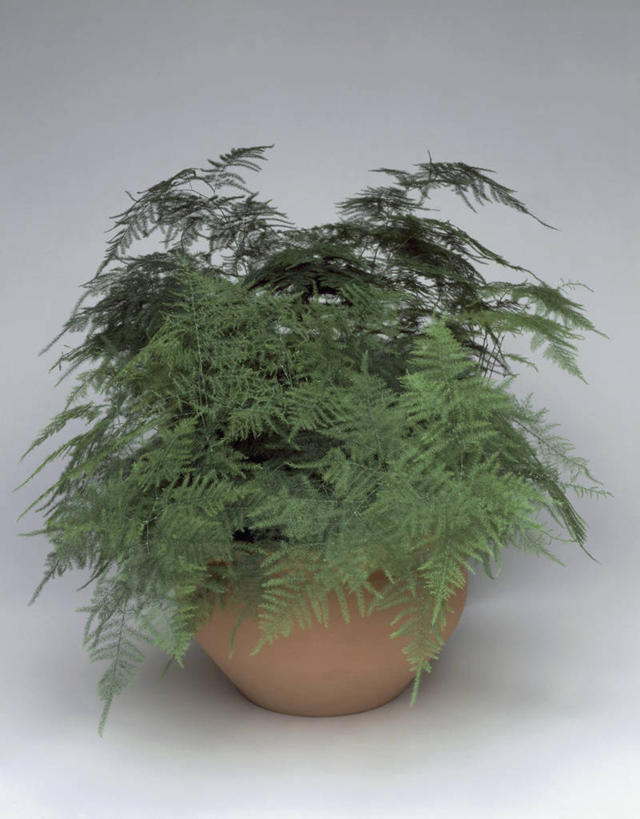 无人,竖图,室内,特写,植物,叶子,一个,摄影,生长,单个,蕨类,彩图,影棚拍摄,百合科