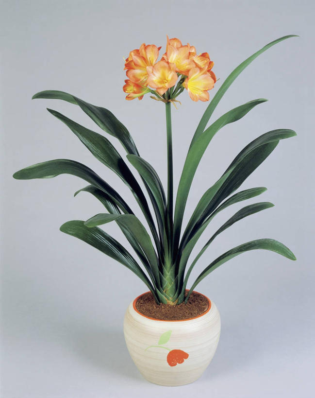 无人,竖图,室内,特写,植物,百合花,叶子,一个,摄影,生长,单个,脆弱,彩图,影棚拍摄,百合科