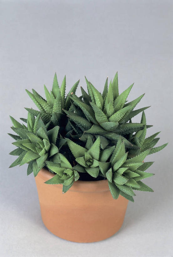 无人,竖图,室内,特写,植物,叶子,绿色,摄影,生长,生物学,彩图,影棚拍摄,百合科