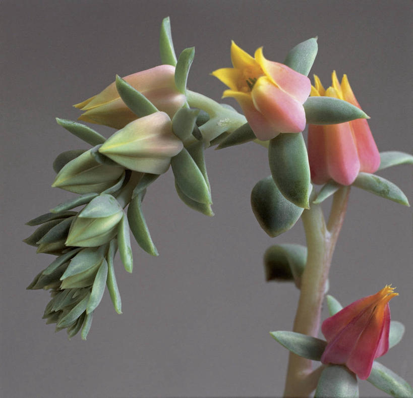 无人,横图,室内,特写,爱情,美景,植物,叶子,景观,宝石花,茎,花蕾,花,花朵,粉色,自然,景色,摄影,生长,部分,生物学,石莲花,自然风光,勤劳,彩图,影棚拍摄,肉质植物