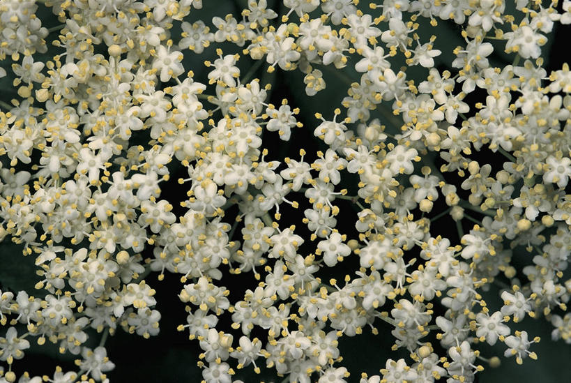 无人,横图,室外,特写,白天,植物,草药,药草,花蕾,中药,花朵,树,树木,绿色,白色,自然,摄影,生长,成长,生物学,药材,中草药,接骨木,中药材,本草,忍冬,草珊瑚,接骨金粟兰,九节茶,九节风,九节花,肿节风,竹节茶,开端,彩图