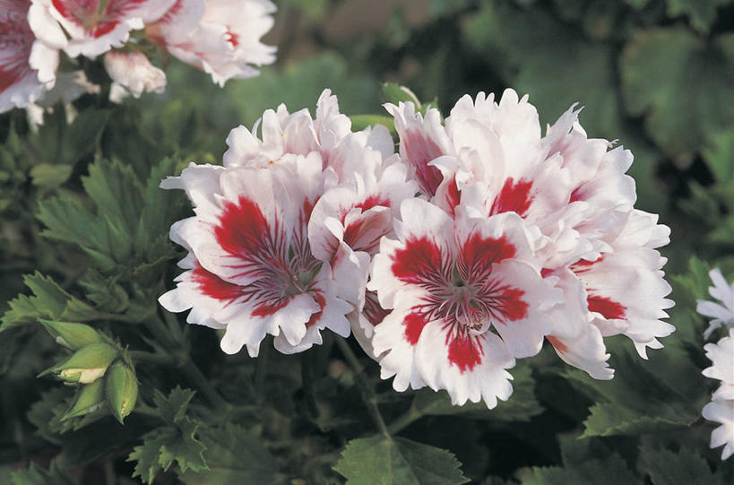 无人,横图,室外,特写,白天,植物,花朵,摄影,生长,生物学,天竺葵,彩图