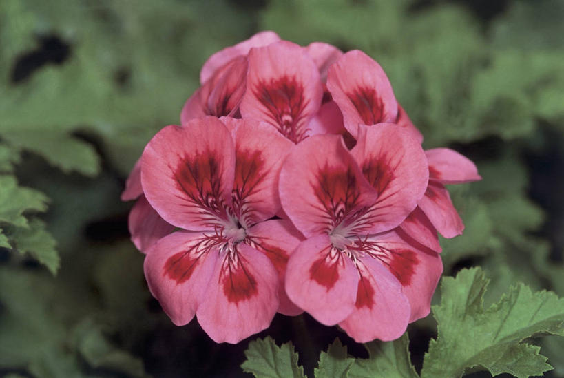 无人,横图,室外,特写,白天,美景,植物,景观,花朵,红色,自然,景色,摄影,生长,生物学,天竺葵,自然风光,彩图