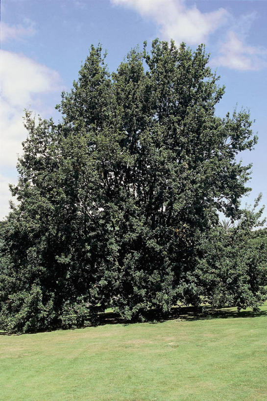 无人,竖图,室外,白天,仰视,地形,云,草,树,天空,摄影,生长,生物学,橡树,山毛榉,麻栎金刚,山毛榉树,彩图,低角度拍摄,壳斗