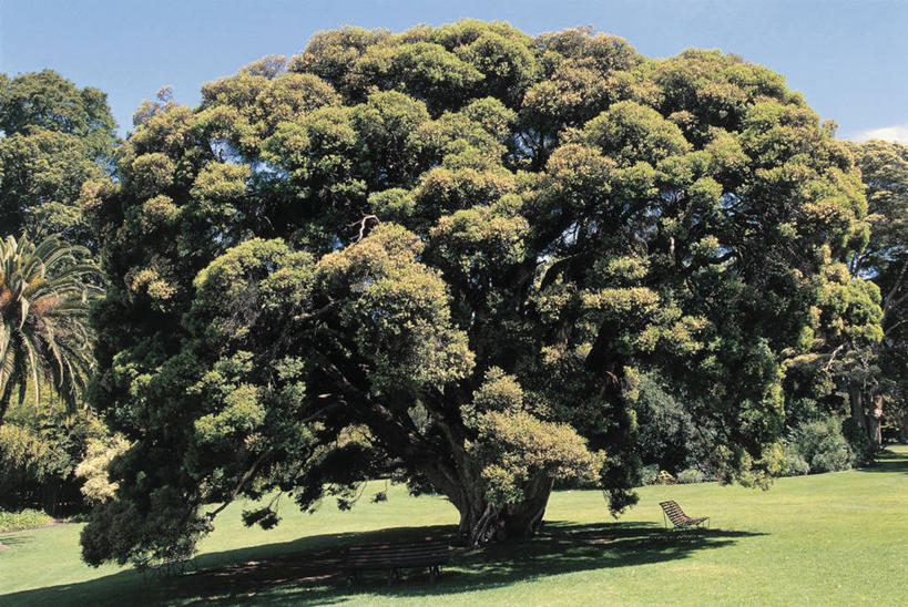 无人,横图,室外,白天,阴影,地形,草,树,绿色,天空,摄影,生长,生物学,万里无云,桉树,彩图