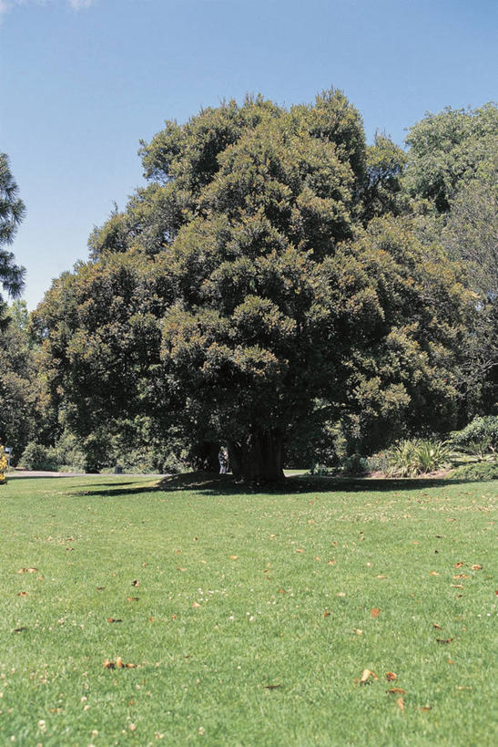 无人,竖图,室外,白天,地形,草,树,天空,摄影,生长,生物学,万里无云,桉树,彩图