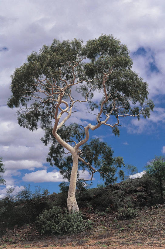 无人,竖图,室外,白天,仰视,地形,云,草,树,天空,摄影,生长,生物学,桉树,彩图,低角度拍摄