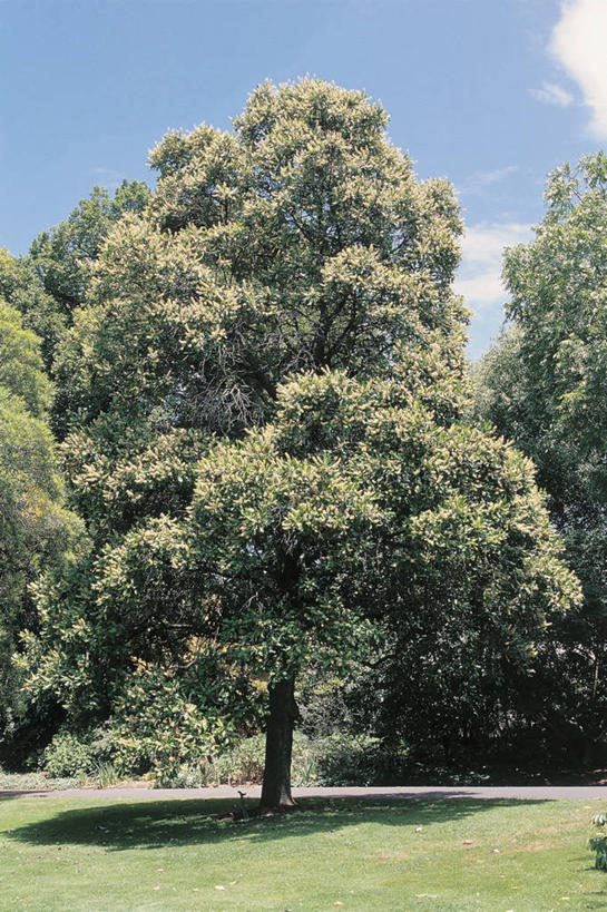 无人,竖图,室外,白天,地形,云,草,树,天空,摄影,生长,生物学,山龙眼,黄豆树,彩图,大力王