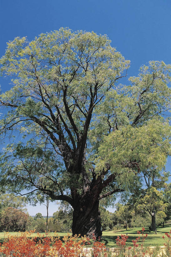 无人,竖图,室外,白天,仰视,地形,草,树,天空,摄影,生长,生物学,万里无云,桉树,彩图,低角度拍摄