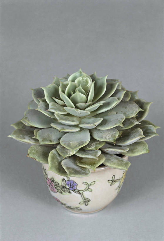 无人,竖图,室内,特写,植物,叶子,花盆,园艺,亚麻,一个,自然,摄影,生长,单个,彩图,影棚拍摄