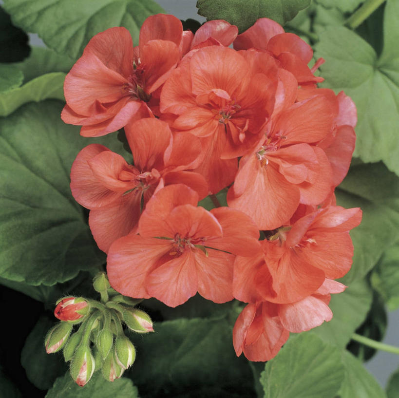 无人,方图,俯视,室外,特写,白天,植物,花蕾,花瓣,红色,自然,摄影,生长,天竺葵,雄蕊,彩图,高角度拍摄