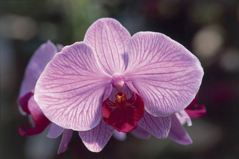 无人,横图,室外,特写,白天,美景,植物,蝴蝶兰,景观,花瓣,粉色,自然,景色,摄影,生长,自然风光,兰花,彩图