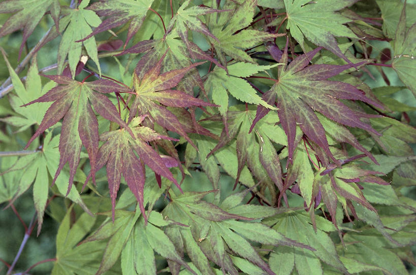 无人,横图,室外,特写,白天,植物,枫树,叶子,树,自然,摄影,生长,红花槭,彩图,全画面,全框架,全帧,全画幅