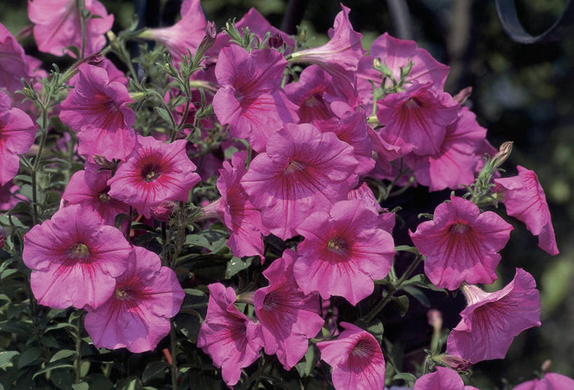 无人,横图,室外,特写,白天,美景,景观,花瓣,紫色,自然,景色,摄影,生长,雄蕊,自然风光,矮牵牛花,彩图