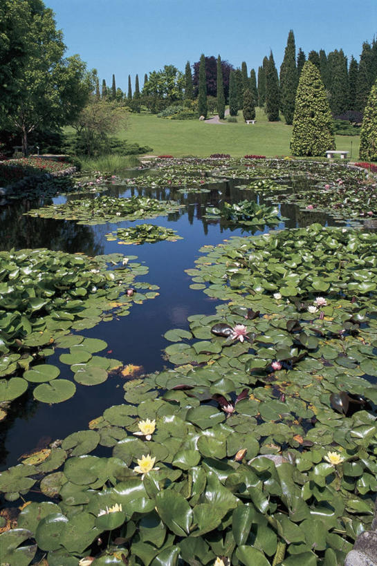 无人,植物园,竖图,室外,白天,美景,百合花,睡莲,叶子,意大利,欧洲,反射,池塘,景观,树,风景,自然,景色,摄影,宁静,地中海文化,自然风光,意大利文化,威尼托大区,万里无云,维罗纳,彩图