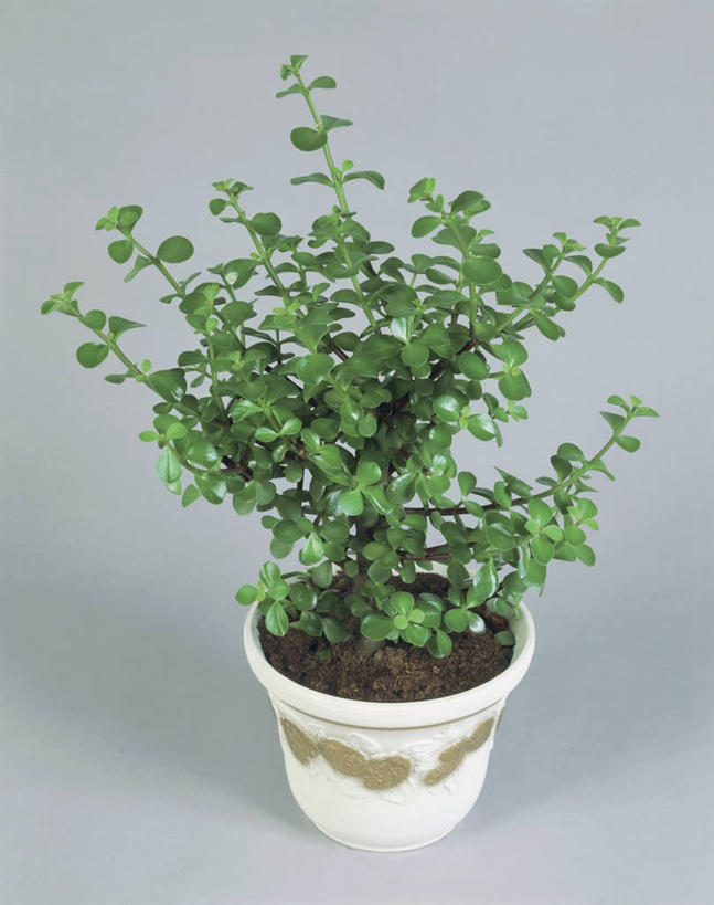 无人,竖图,室内,特写,植物,叶子,花盆,园艺,发财树,一个,自然,摄影,生长,单个,彩图,影棚拍摄,肉质植物