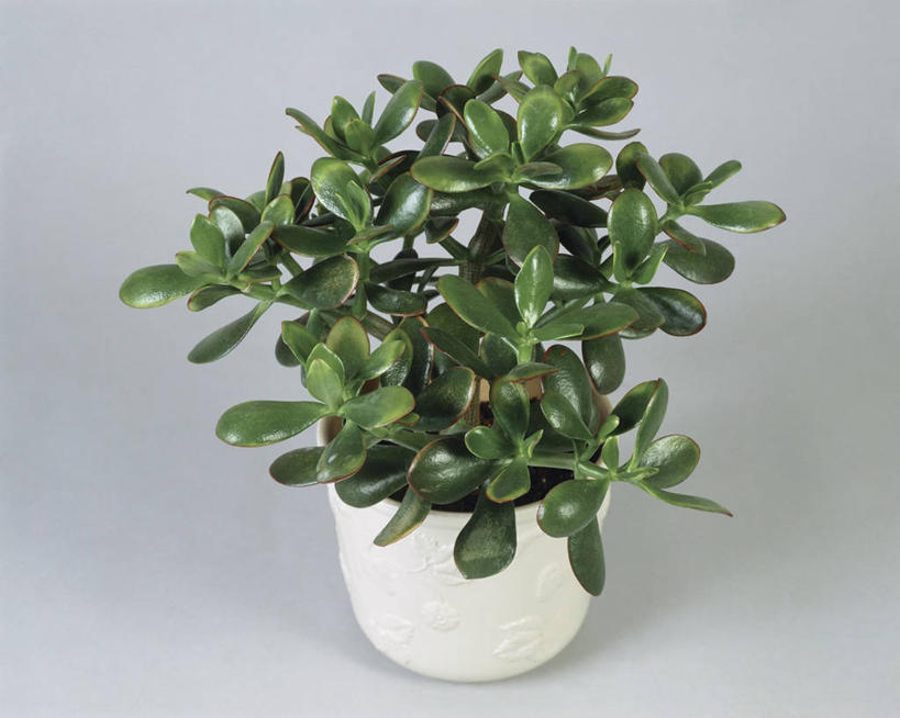 无人,横图,室内,特写,植物,叶子,花盆,园艺,一个,自然,摄影,生长,单个,彩图,影棚拍摄,肉质植物