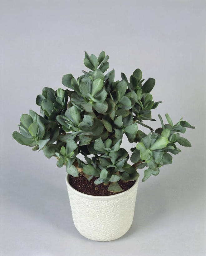 无人,竖图,室内,特写,植物,叶子,花盆,园艺,发财树,一个,自然,摄影,生长,单个,彩图,影棚拍摄,肉质植物