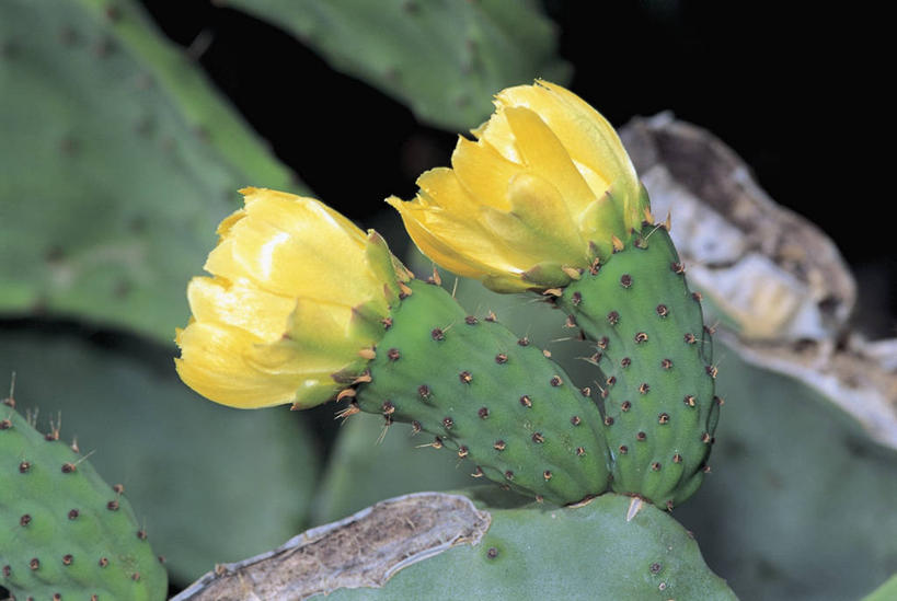 无人,横图,室外,特写,白天,植物,仙人掌,花,花瓣,黄色,自然,摄影,生长,荆棘,梨果仙人掌,彩图