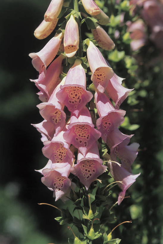 无人,竖图,室外,特写,白天,植物,叶子,花瓣,花朵,自然,摄影,生长,毛地黄,彩图