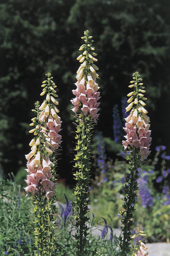 无人,竖图,室外,白天,美景,植物,叶子,景观,花瓣,花朵,自然,景色,摄影,生长,毛地黄,自然风光,彩图