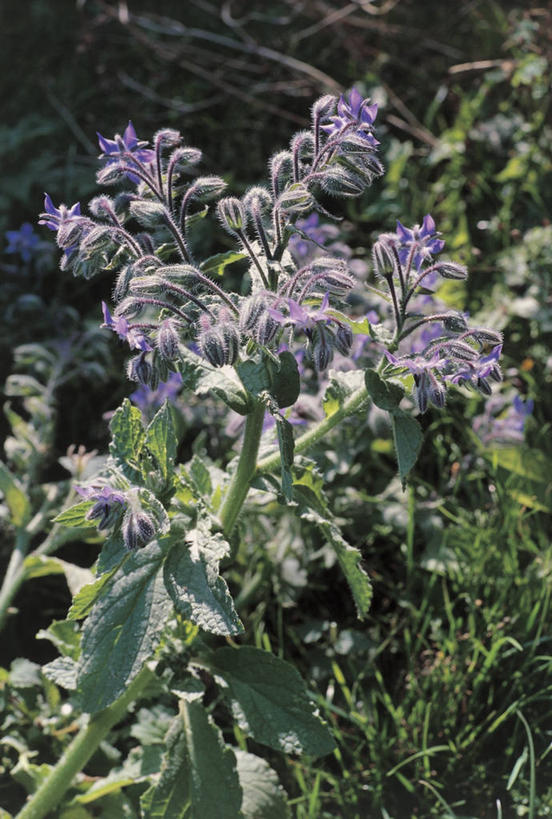 无人,竖图,室外,特写,白天,植物,叶子,茎,花蕾,花,花瓣,紫色,自然,摄影,生长,琉璃苣,彩图