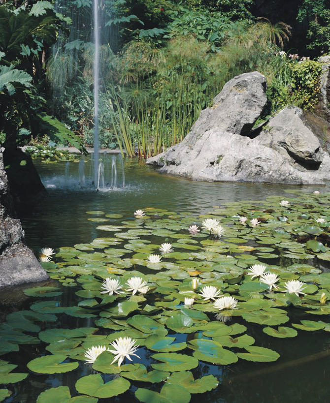 无人,竖图,室外,白天,旅游,度假,美景,植物,百合花,睡莲,叶子,漂浮,池塘,景观,娱乐,花朵,树,白色,自然,享受,休闲,景色,放松,摄影,生长,宁静,自然风光,水生植物,岩石,彩图,白睡莲