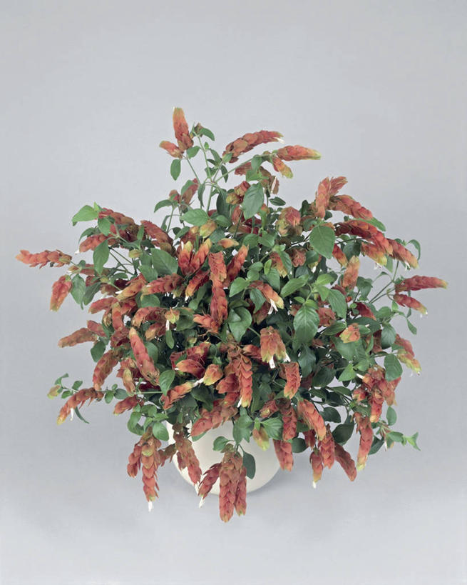 无人,竖图,室内,特写,植物,叶子,草药,药草,中药,花朵,一个,摄影,生长,单个,药材,中草药,中药材,本草,爵床,彩图,影棚拍摄,小虾花