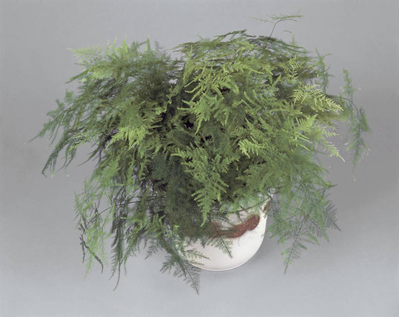 无人,横图,室内,特写,植物,叶子,一个,自然,摄影,生长,单个,蕨类,彩图,影棚拍摄,百合科