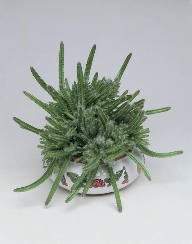 无人,竖图,室内,特写,植物,仙人掌,叶子,一个,绿色,摄影,生长,单个,彩图,影棚拍摄,肉质植物