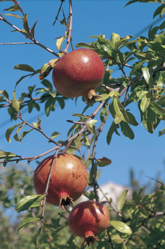 无人,竖图,室外,特写,白天,仰视,石榴,水果,叶子,饮食,树,自然,摄影,生长,清新,万里无云,嫩枝,彩图,低角度拍摄