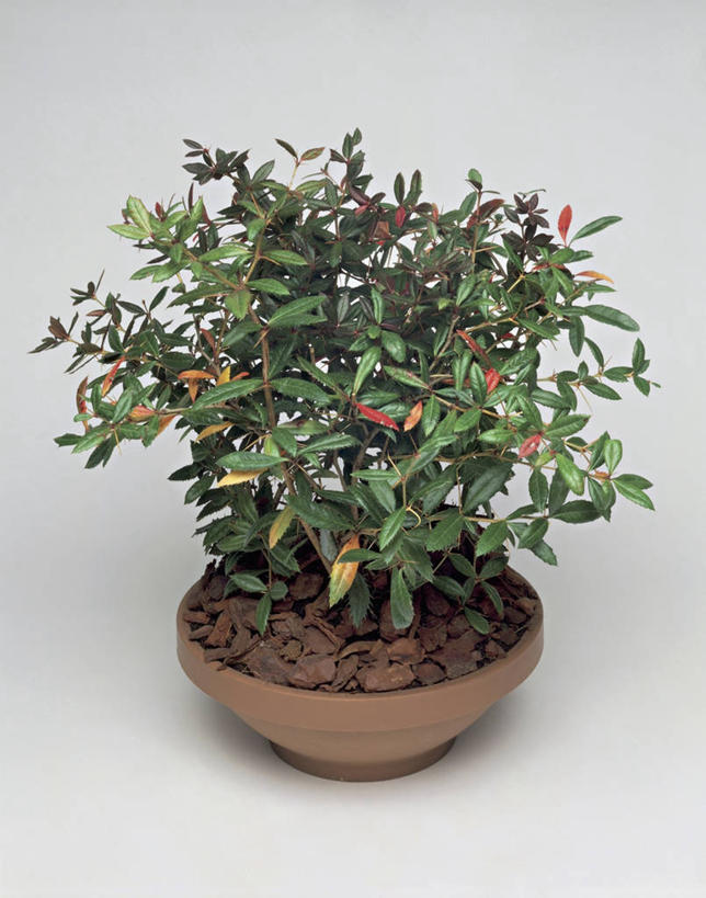 无人,竖图,室内,特写,植物,叶子,花盆,园艺,一个,自然,摄影,生长,单个,日本小檗,彩图,影棚拍摄