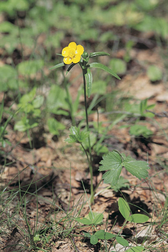 无人,竖图,室外,特写,白天,植物,叶子,毛茛,草药,药草,中药,草,花,花瓣,黄色,自然,摄影,生长,泥,药材,中草药,中药材,本草,老虎脚爪草,鱼疔草,彩图