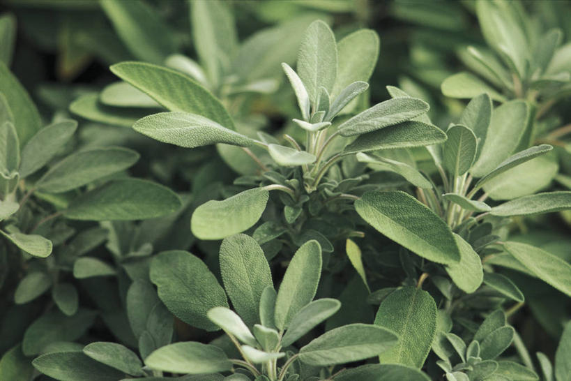 无人,横图,室外,特写,白天,植物,叶子,自然,摄影,生长,鼠尾草,彩图