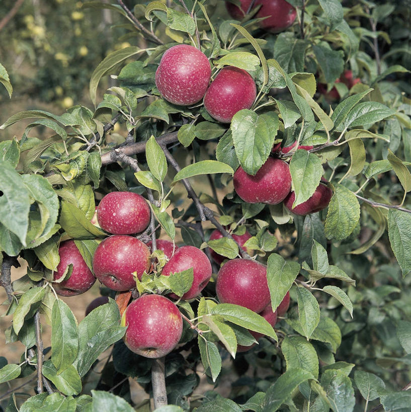 无人,方图,室外,特写,白天,农业,植物,苹果,水果,叶子,食品,海棠,果树,枝,树,树木,绿色,自然,摄影,生长,成长,清新,苹果树,彩图