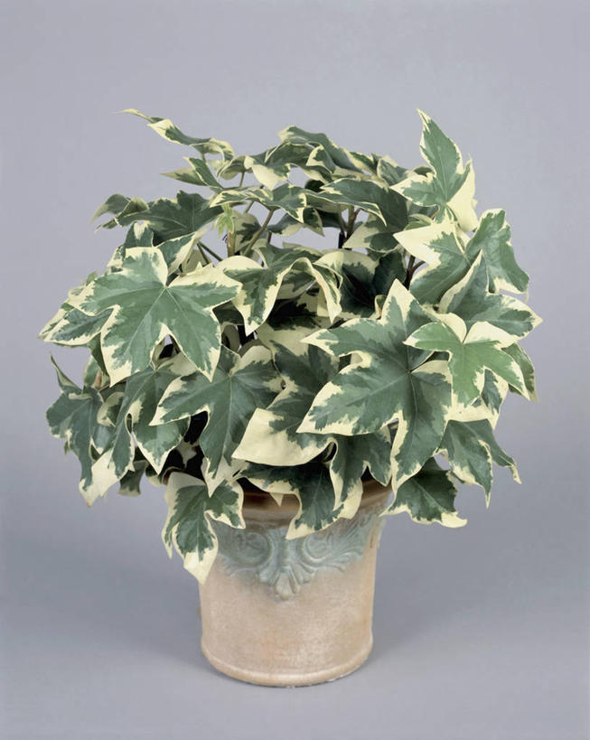 无人,竖图,室内,特写,植物,叶子,花盆,园艺,一个,自然,摄影,生长,单个,五加科,彩图,影棚拍摄