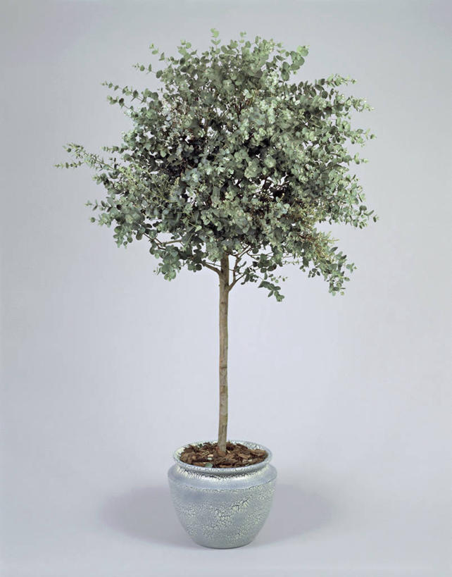 无人,竖图,室内,特写,植物,叶子,茎,一个,摄影,生长,单个,桉树,彩图,影棚拍摄