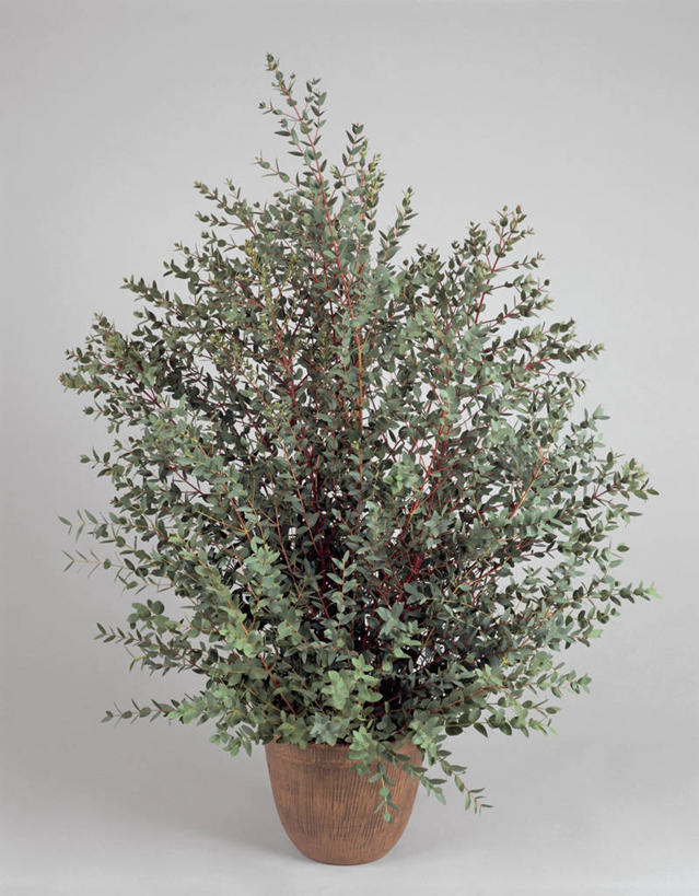 无人,竖图,室内,特写,植物,叶子,一个,摄影,生长,单个,桉树,彩图,影棚拍摄