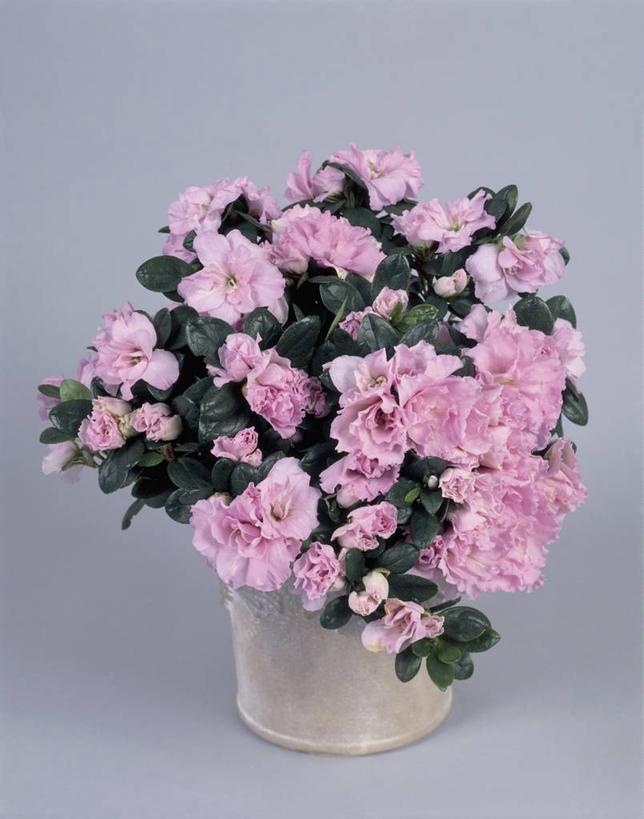 无人,竖图,室内,特写,植物,杜鹃花,叶子,盛开,花蕾,花,花瓣,花朵,鲜花,一朵,一个,粉色,花苞,花蕊,摄影,生长,单个,石南花,彩图,影棚拍摄