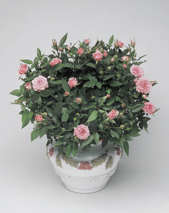 无人,竖图,俯视,室内,特写,植物,玫瑰,叶子,花瓣,一个,摄影,生长,单个,彩图,高角度拍摄,影棚拍摄