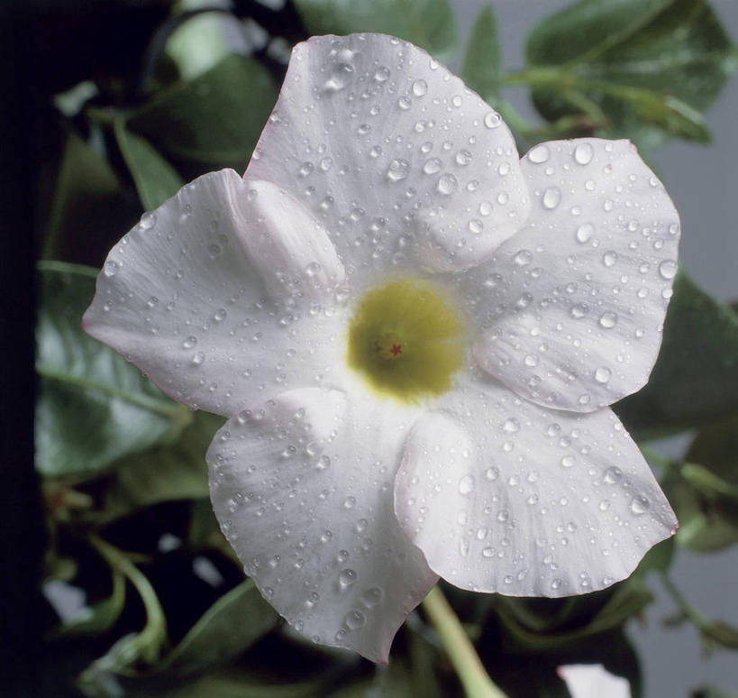 无人,横图,室外,特写,白天,水,植物,叶子,湿,水滴,赤素馨花,花瓣,白色,摄影,生长,脆弱,清新,彩图