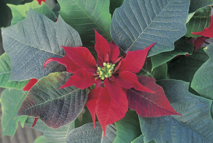 无人,横图,俯视,室外,特写,白天,植物,叶子,花瓣,红色,摄影,猩猩木,生长,脆弱,雄蕊,清新,彩图,高角度拍摄