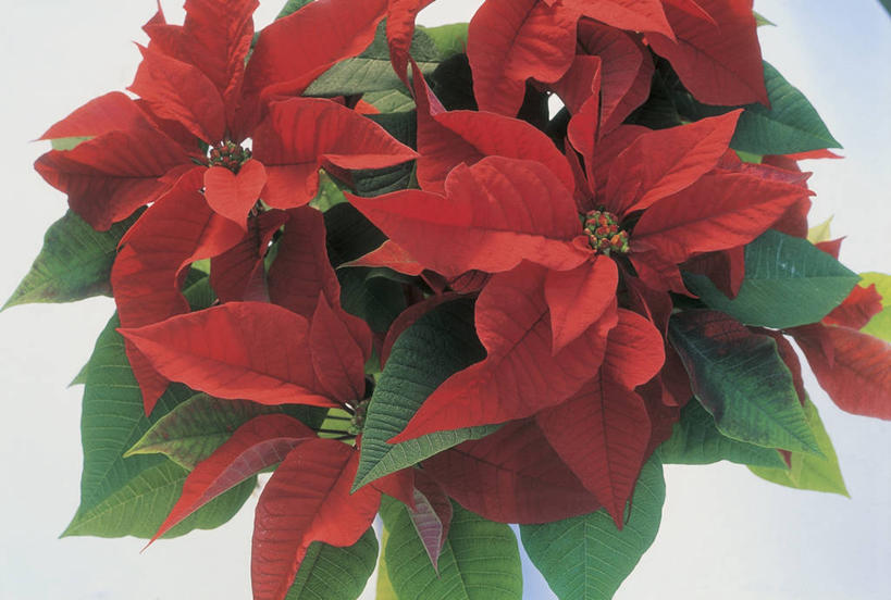 无人,横图,俯视,室内,特写,白色背景,植物,叶子,花瓣,红色,摄影,猩猩木,生长,脆弱,雄蕊,清新,彩图,高角度拍摄,影棚拍摄