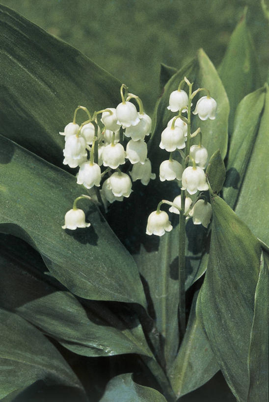 无人,竖图,室外,特写,白天,植物,叶子,茎,花瓣,白色,自然,摄影,生长,铃兰,彩图,百合科