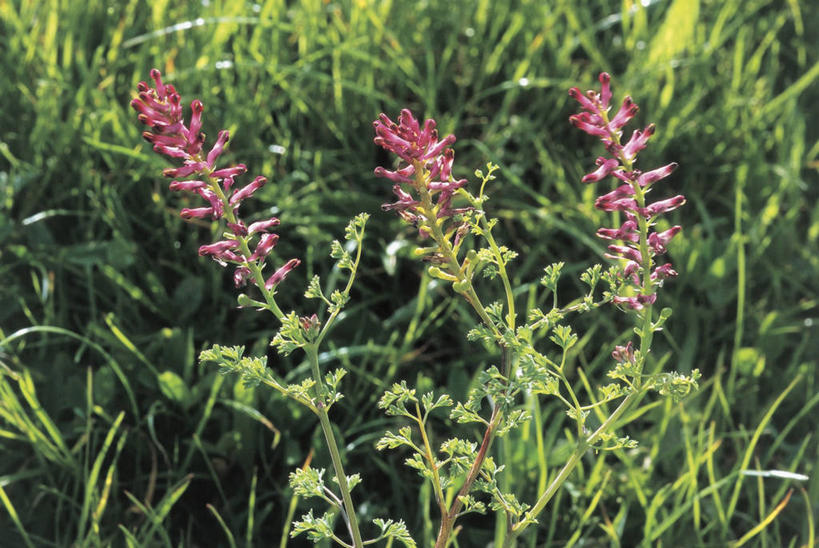 无人,横图,室外,白天,植物,叶子,田地,茎,草药,花瓣,自然,摄影,生长,草本,荷包牡丹,彩图