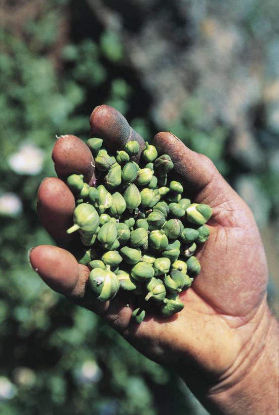 手,一个人,竖图,室外,特写,白天,农业,农作物,意大利,欧洲,仅一个男性,朦胧,模糊,岛,拿着,饮食,人体,摄影,部分,西西里,地中海文化,出示,马槟榔,意大利文化,彩图