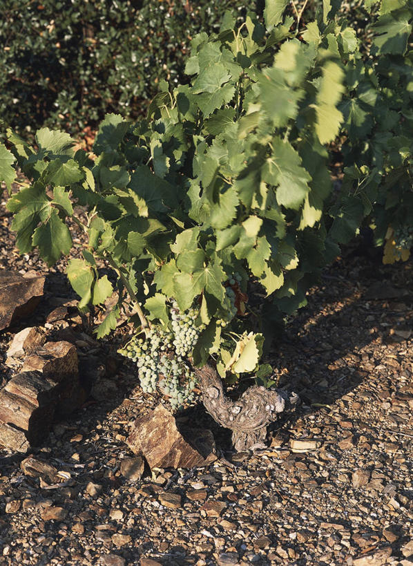 无人,竖图,俯视,室外,白天,叶子,法国,欧洲,阴影,摄影,生长,西欧,地中海文化,法兰西,法兰西共和国,法兰西第五共和国,朗格多克.鲁西永,朗格多克.鲁西永大区,彩图,高角度拍摄,鲁西永