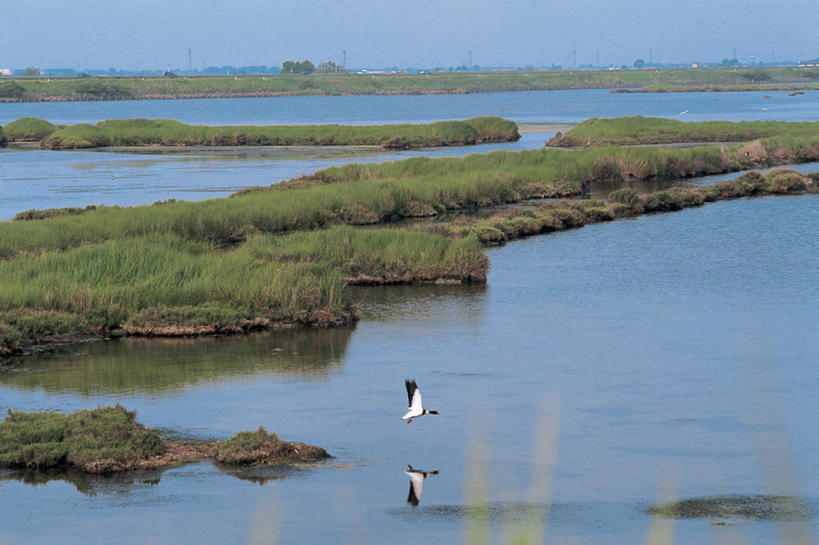 无人,横图,室外,白天,旅游,度假,河流,美景,意大利,欧洲,鸟类,景观,娱乐,飞,草,风景,天空,自然,动物,两只,享受,休闲,景色,放松,摄影,宁静,地中海文化,自然风光,意大利文化,威尼托大区,自然地理,彩图,波河
